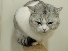 -共舞时光猫咖·狗咖(新街口店)