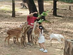 -深圳野生动物园