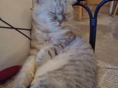 猫咪-拾壹cafe·工作室