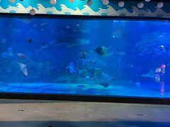 -烟台海昌鲸鲨海洋公园