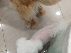 -佳雯宠物医院·皮肤科·内外科(春晓路分院)