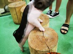 -藦茜花园宠物主题亲子互动体验馆(国顺东路店)