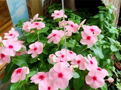 -猫的天空之城概念书店(杭州南宋御街店)