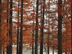 -白鹭湾湿地公园