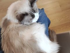 -有喵·猫咖·狗咖·30几只猫10只小狗(岗厦店)