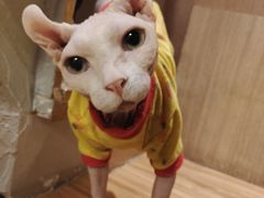无毛猫猪皮-MOCHA明星猫咖(田子坊店)