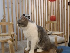 -柴迷FANS CLUB·柴犬狗咖·猫咖