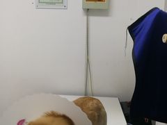 -达爱动物医院·犬猫分区·CT·复杂眼科(远洋山水分院)