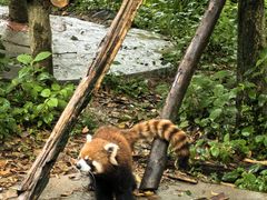 -都江堰中华大熊猫苑