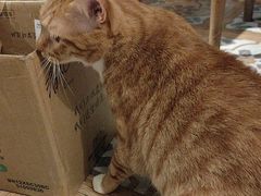 -猫猫幼稚园·撸猫·桌游·电玩
