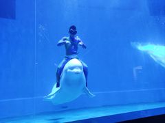 -芜湖新华联大白鲸海洋公园