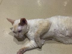 -藏猫猫咖啡主题馆(中央大道店)