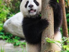 -成都大熊猫繁育研究基地