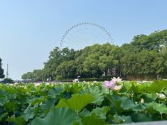 -蠡湖大桥公园