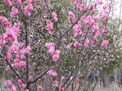 -蜀冈西峰生态公园