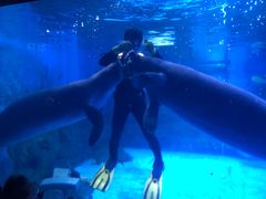 -烟台海昌鲸鲨海洋公园