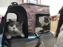 -喵百万·布偶·蓝金金渐层英短·猫舍(百子湾店)