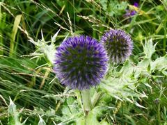 -白草畔自然风景区