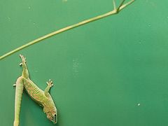 -上海大自然野生昆虫馆(东方明珠·爬宠昆虫探索中心)