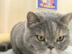 -momokira米努特·德文卷毛猫·棉花面纱犬