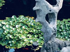 -个园