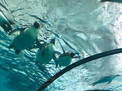 -珠海长隆海洋王国