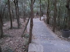 -紫金山山顶公园