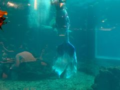 -海棠湾洲际-涛·海底餐厅·美人鱼·自助餐·海底隧道