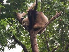 -都江堰中华大熊猫苑