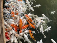 -南宫五洲植物乐园