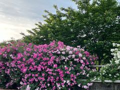 -丹东路渡口(轮渡站)