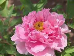 -黑龙江省森林植物园