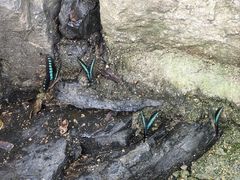 -石台牯牛降景区
