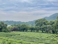 -中国茶叶博物馆(双峰馆区)