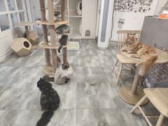 -楼上猫咖(罗湖店)