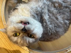 -囡的喵喵酱·萌宠生活馆·宠物洗护美容(胶州路店)