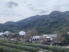 -龙井村