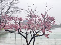 -东方美谷JW万豪酒店·The lounge大堂吧