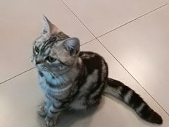 -三花喵·撸猫购宠·宠物生活馆(虹桥南丰城店)