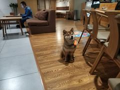 -柴务处·柴犬主题狗咖