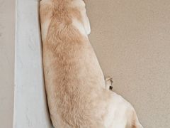 -共舞时光猫咖·狗咖(新街口店)