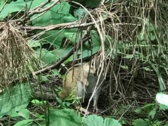 -帽儿山国家森林公园