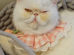 -怪兽屋·羊驼·猫咖·狗咖(俊华广场店)