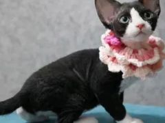 -山宅一喵德文卷毛猫舍