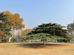 -红梅公园