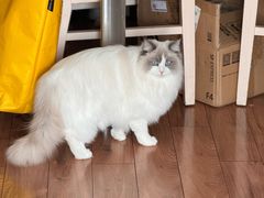 -爱洗澡的猫(望京店)