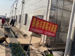 -喜杨洋草莓采摘园