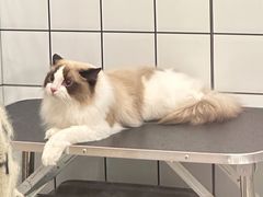 -BABIT巴比特宠物(MOMOPARK店)