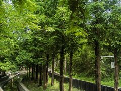 -白水寺森林公园