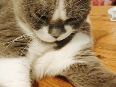 -猫小院猫主题咖啡厅(北锣店)